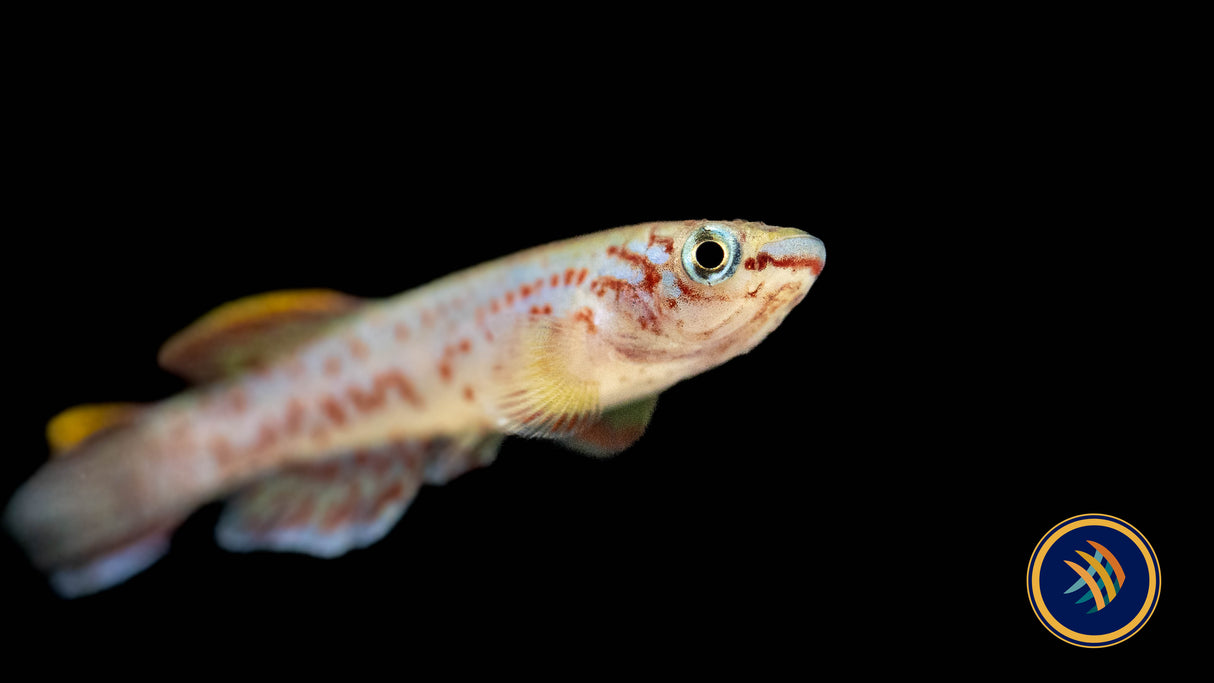 Steel Blue Killi (Fundulopanchax Gardneri) 2.5-3cm | Rainbowfish Killifish & Danios | Largest Tropical Fish Selection at Your Local Fish Store