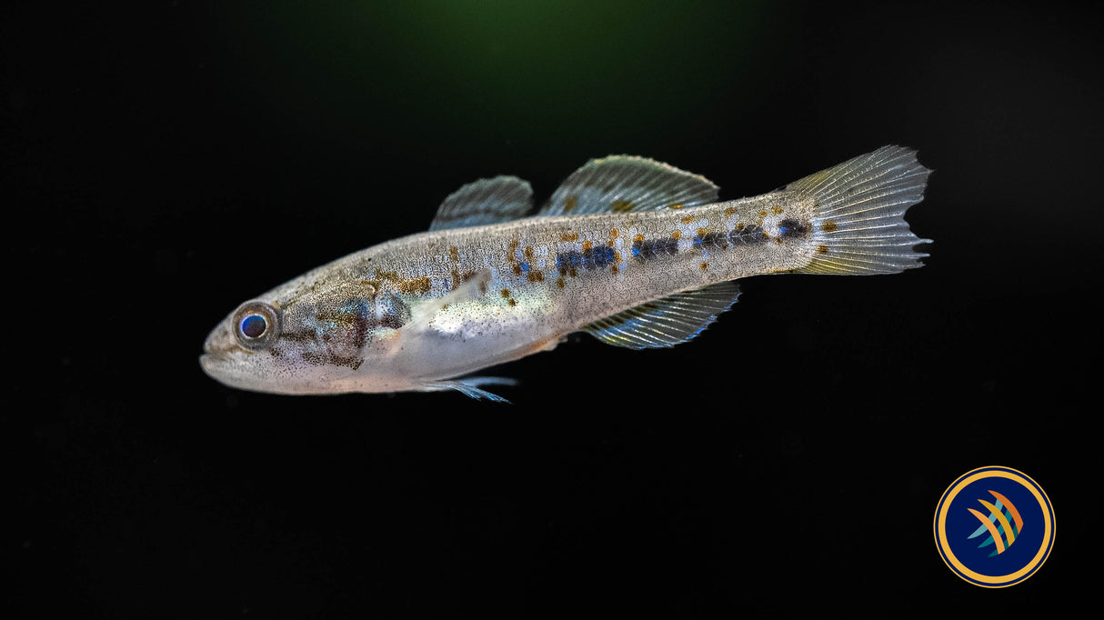 Sunburst Gugeon (Hypeseleotris Cyprinoides) 3-4cm | Other Livestock | Largest Tropical Fish Selection at Your Local Fish Store