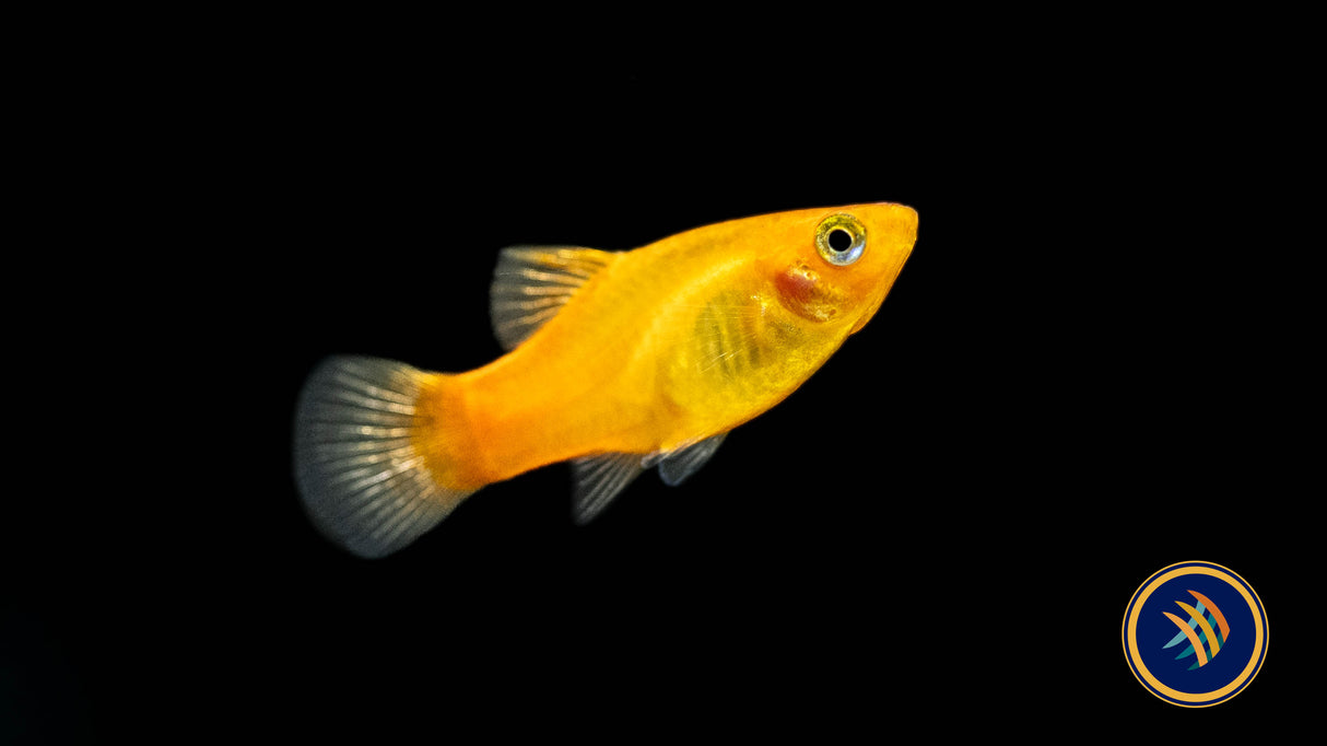Sunset Coral Platy