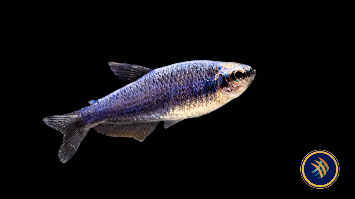 Super Blue Kerri Tetra (Inpaichthys kerri) Medium /Large (Aquarium Glaser) | Tetras Rasboras & Pencilfish | Largest Tropical Fish Selection at Your Local Fish Store