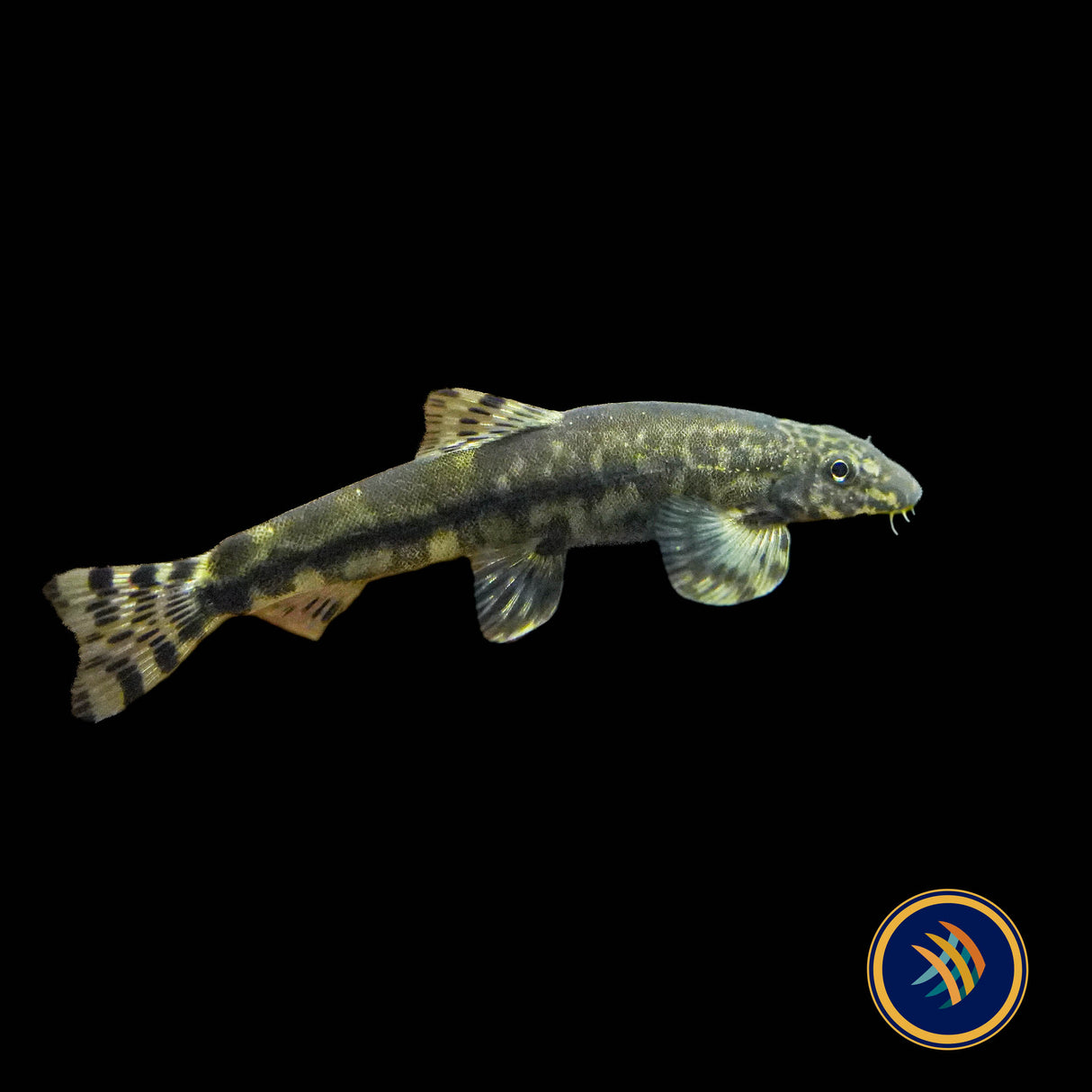 Tasseled‑mouth River Loach (Crossostoma lacustre)