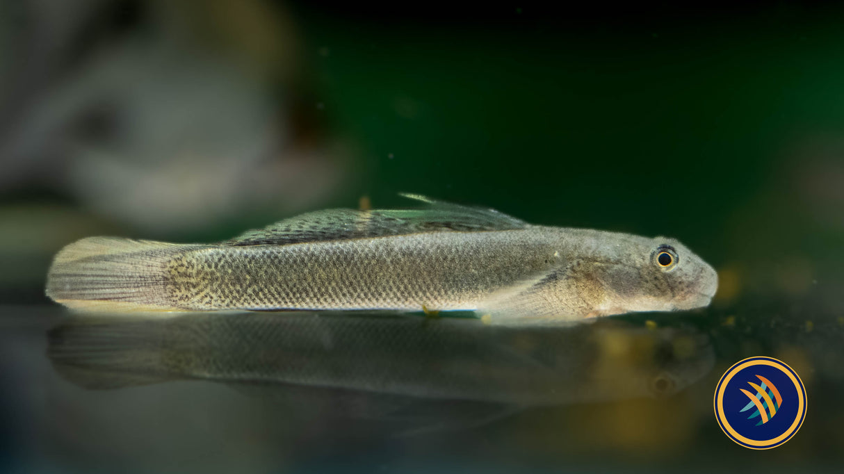 Threadfin Goby (Sicyopterus longifilis) 3-4cm | Other Livestock | Largest Tropical Fish Selection at Your Local Fish Store