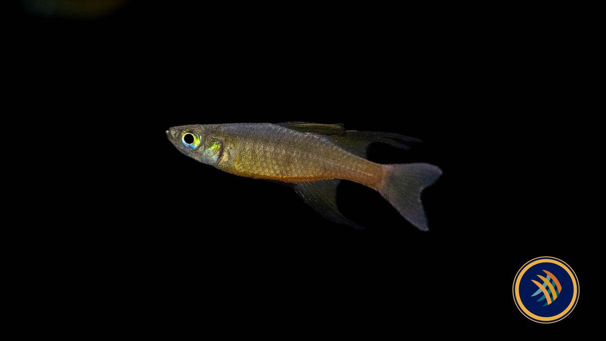 Threadfin / Featherfin Rainbowfish (Iriatherina werneri) 2.7 - 3cm | Rainbowfish Killifish & Danios | Largest Tropical Fish Selection at Your Local Fish Store