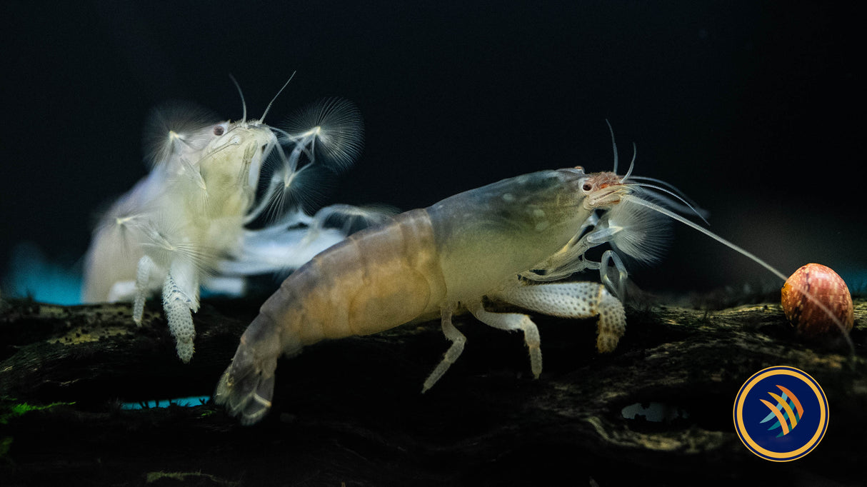 Vampire Shrimp 3-5cm (Atya gabonensis) (Aquarium Glaser) | Snails Shrimp Crayfish Crabs | Largest Tropical Fish Selection at Your Local Fish Store