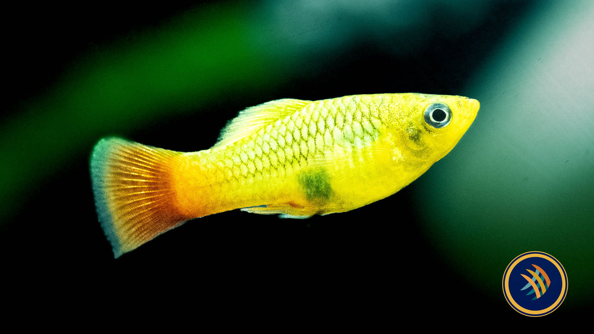 Variatus Platy (Xiphophorus variatus) 3cm+ | Livebearers | Largest Tropical Fish Selection at Your Local Fish Store