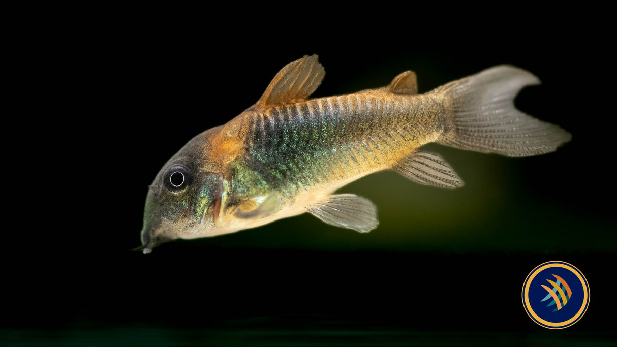 Venezuelan Orange Corydora (Corydoras venezuelanus) | Catfish Loaches & Plecos | Largest Tropical Fish Selection at Your Local Fish Store