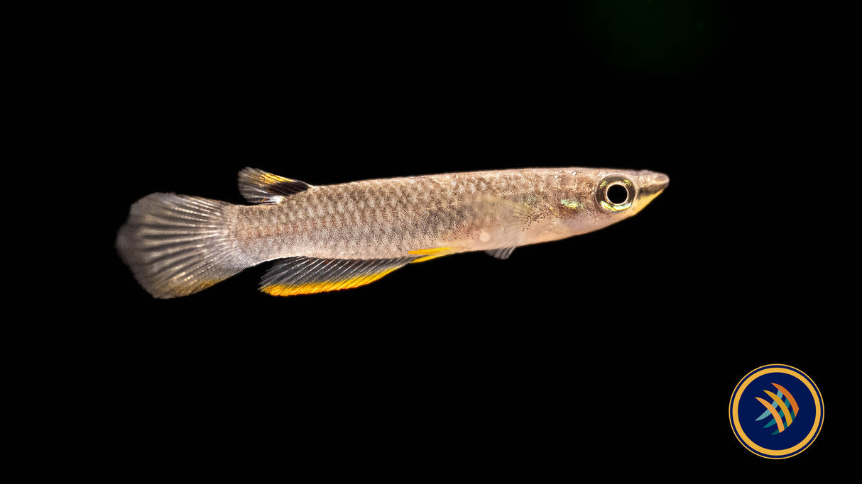 White Spot Killifish (Aplocheilus armatus) | Rainbowfish Killifish & Danios | Largest Tropical Fish Selection at Your Local Fish Store