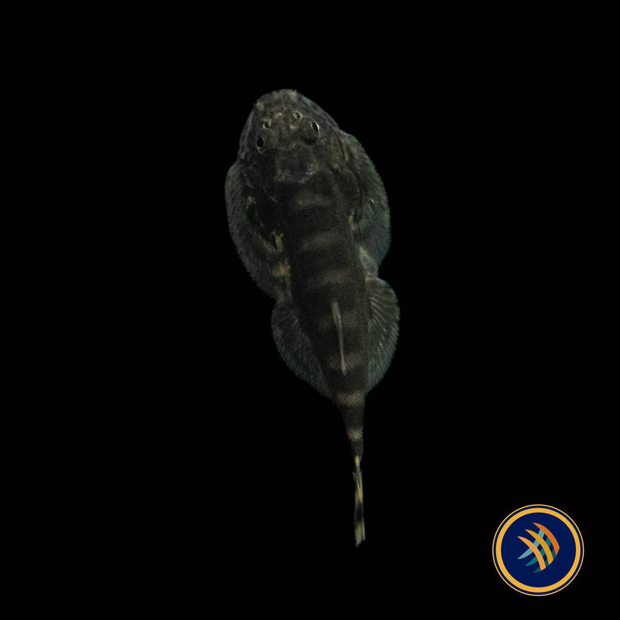 White Panda Borneo Loach (Hypergastromyzon humilis) 2-3cm | Other Livestock | Largest Tropical Fish Selection at Your Local Fish Store