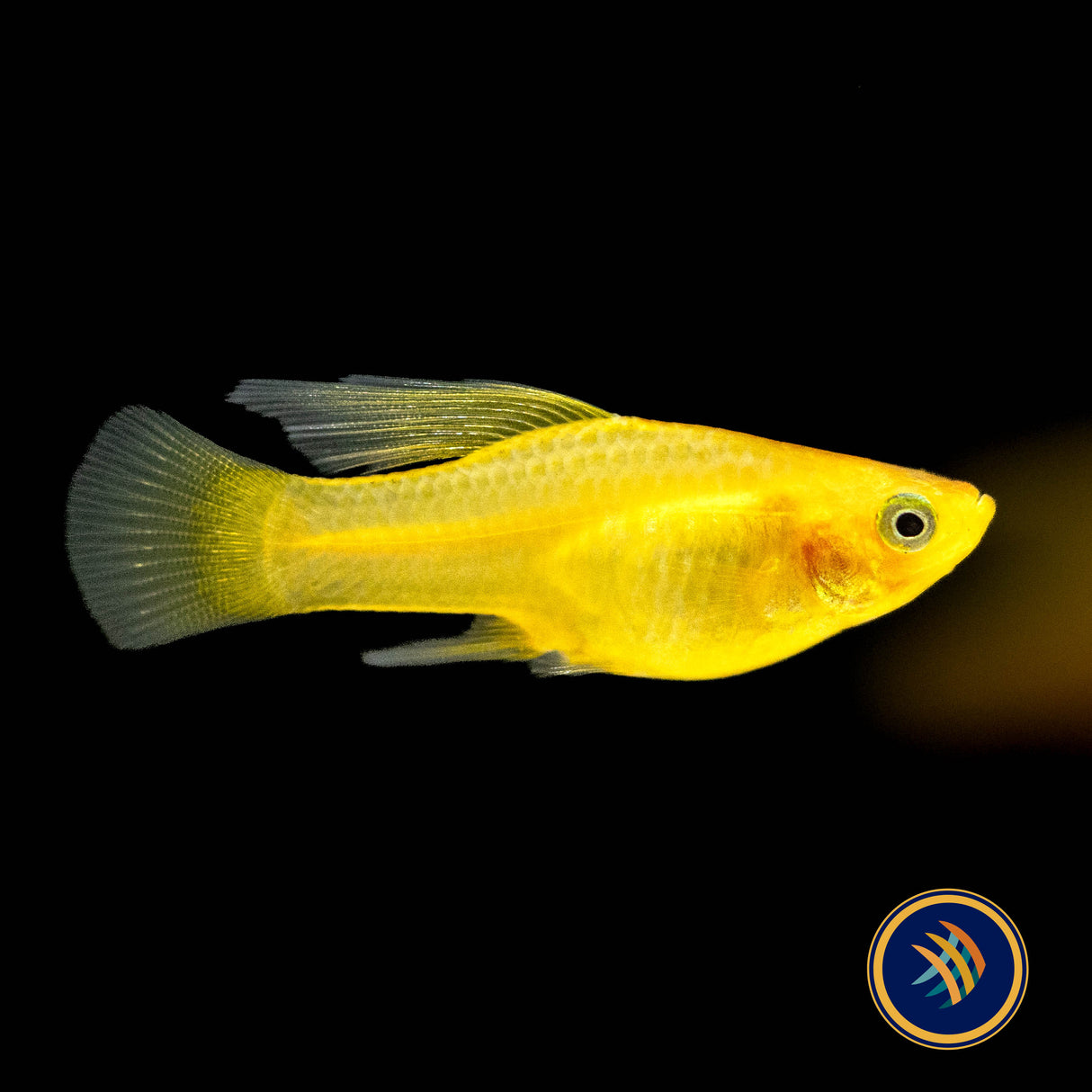 Yellow Banana Hi-Fin Platy 3cm | Livebearers | Largest Tropical Fish Selection at Your Local Fish Store