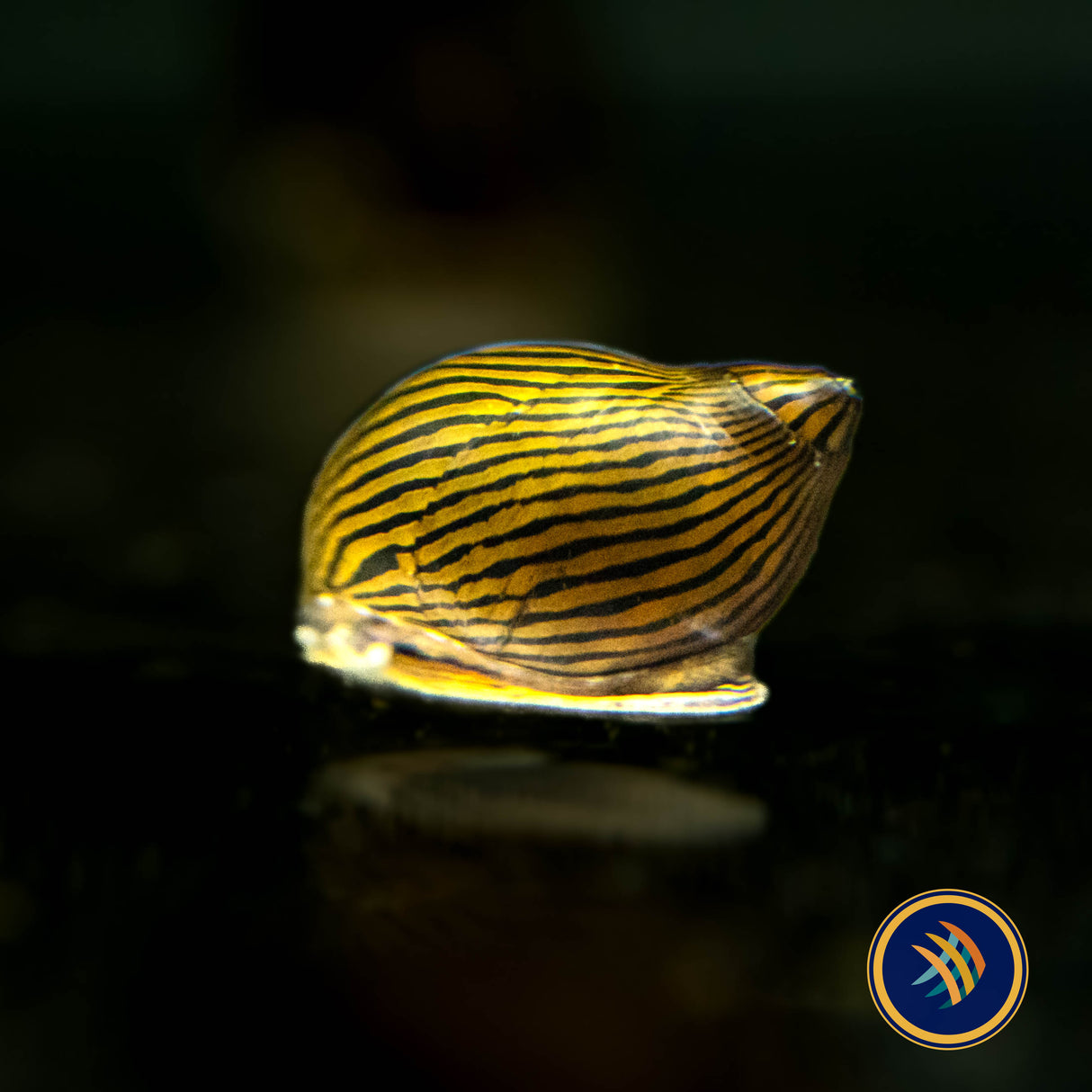 Zebra Nerite Snail (Vittina natalensis) (Large) Aquarium Glaser | Snails Shrimp Crayfish Crabs | Largest Tropical Fish Selection at Your Local Fish Store