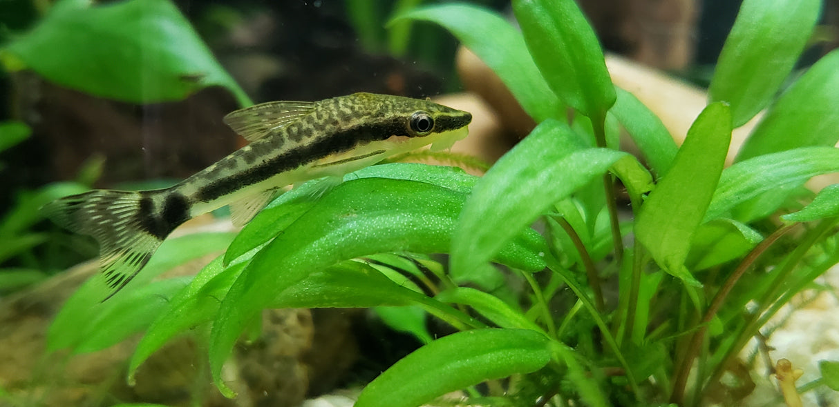 Otocinclus Catfish " Oto" Large - x Large (Aquarium Glaser) | Catfish Loaches & Plecos | Largest Tropical Fish Selection at Your Local Fish Store