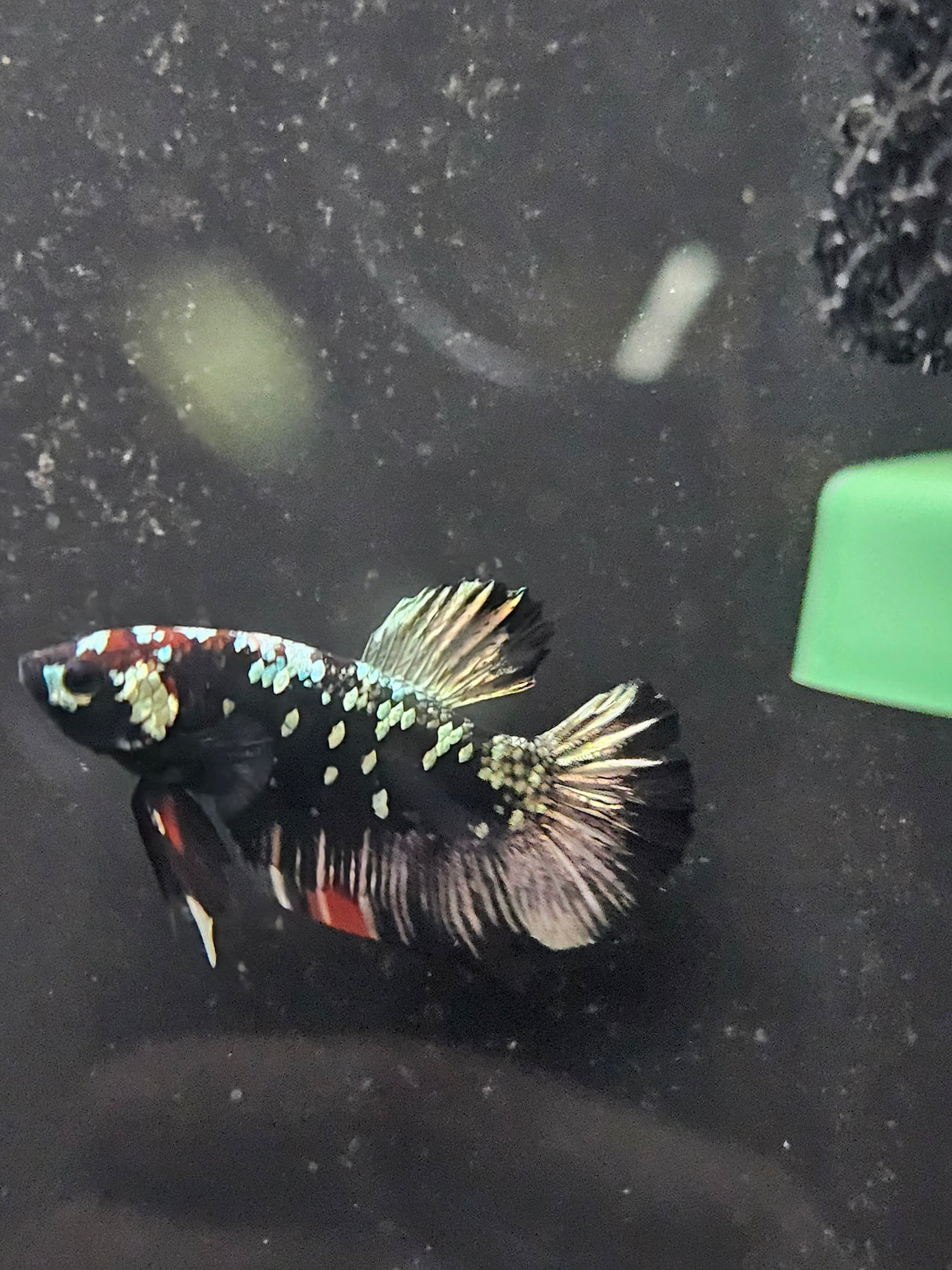 Betta Avatar Nebula Male HMPK | Bettas | Largest Tropical Fish Selection at Your Local Fish Store
