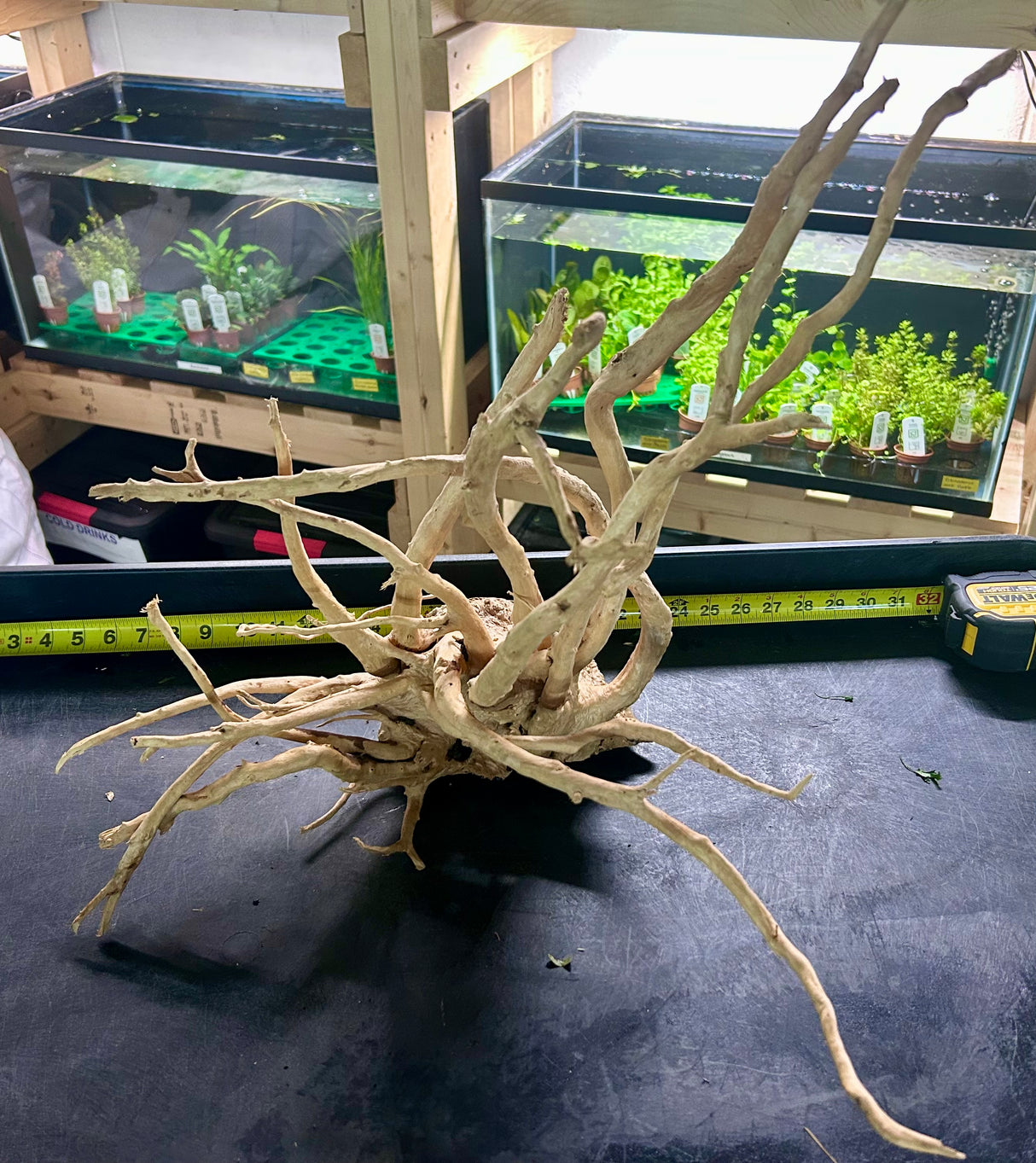 W.Y.S.I.W.Y.G.- 607 Large Piece of Spiderwood