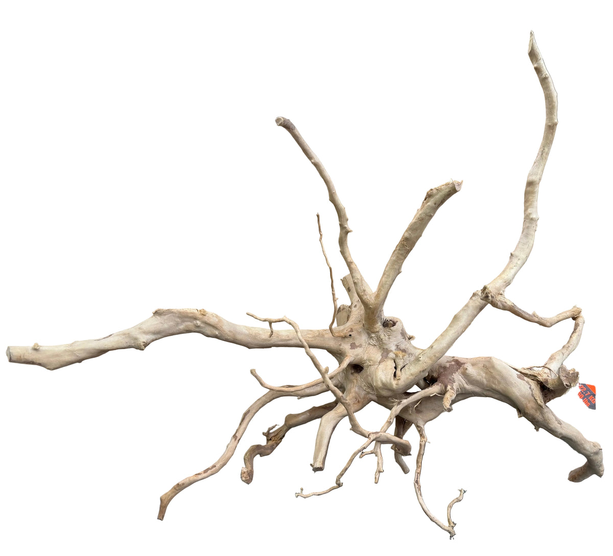 Large Piece of Spiderwood