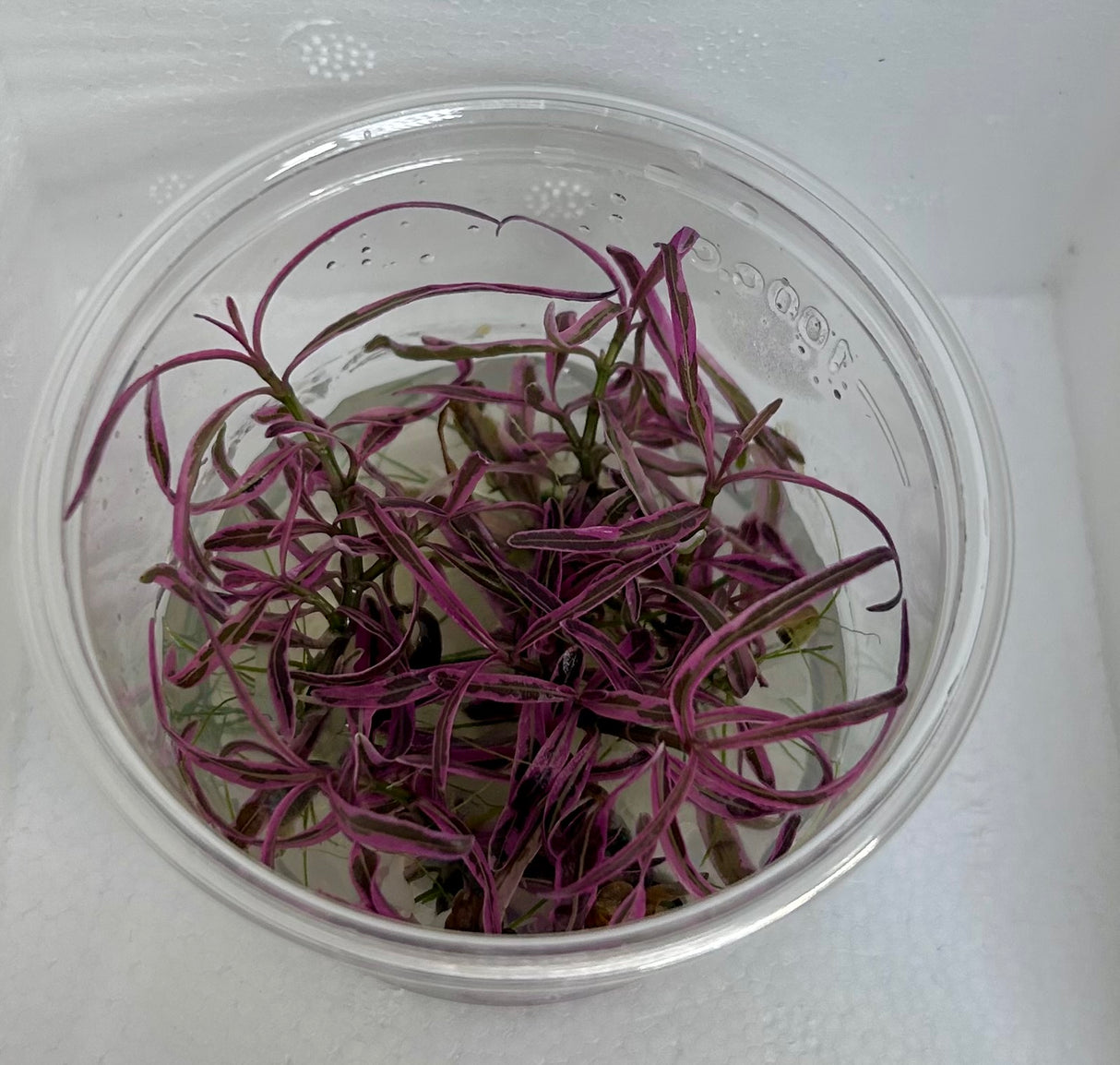 Hygrophila araguaia pink Tissue Culture