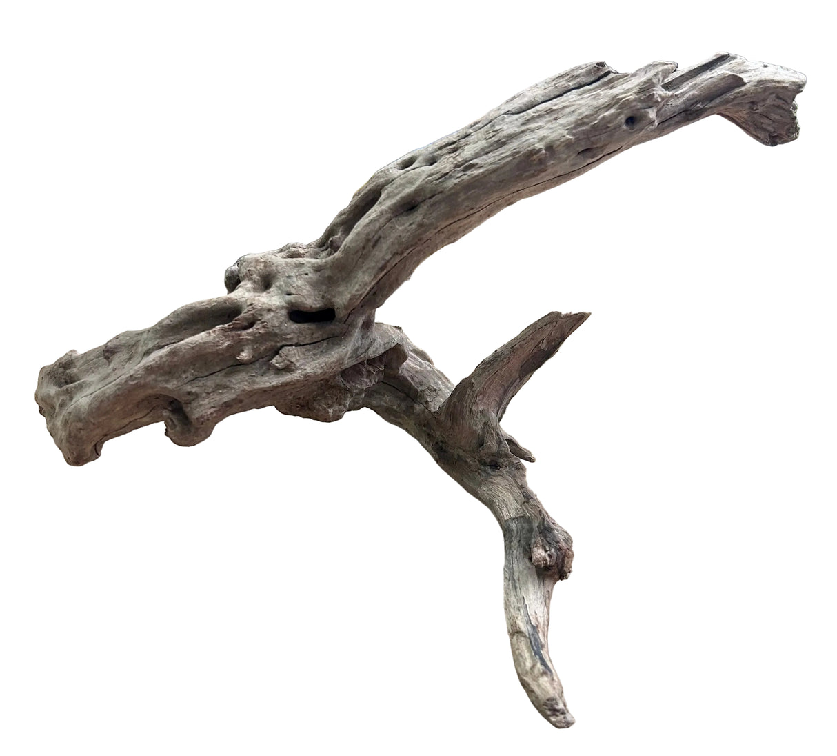 Malaysian Mangrove Sinking Driftwood