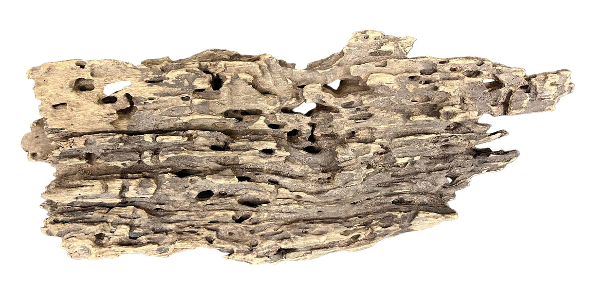 Texture / Shrimp Driftwood