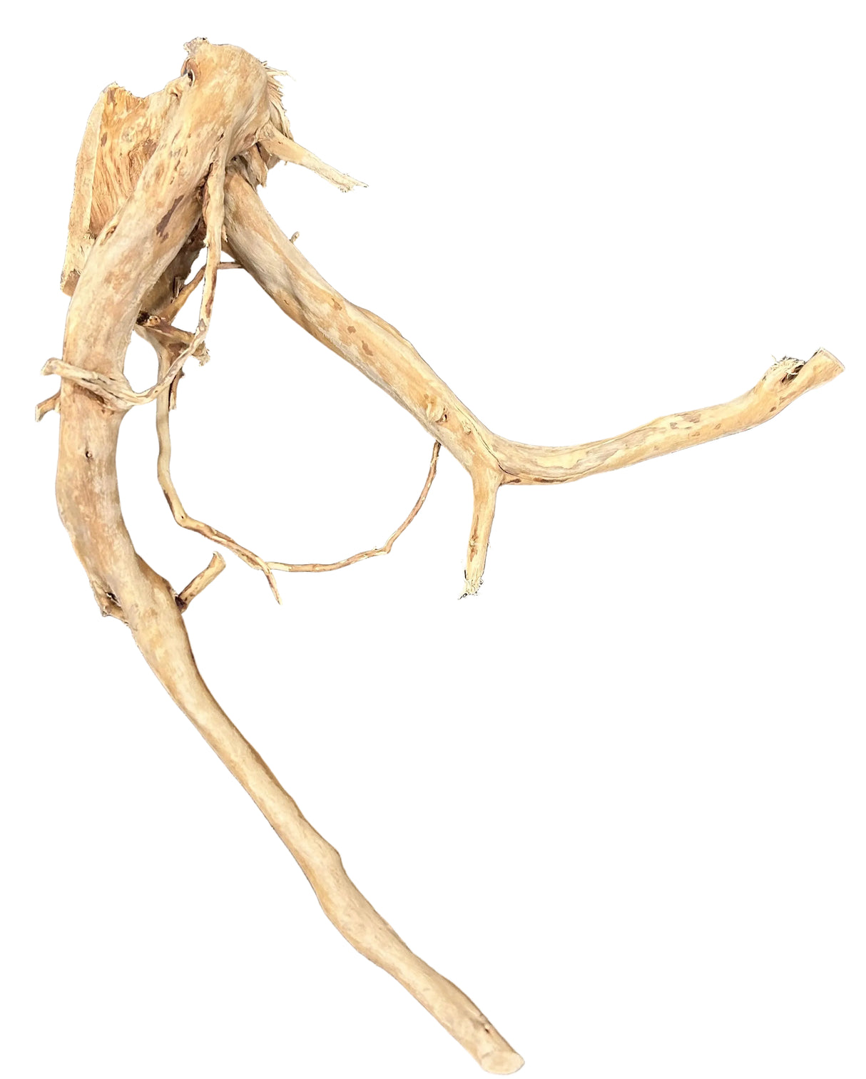 Large Spiderwood