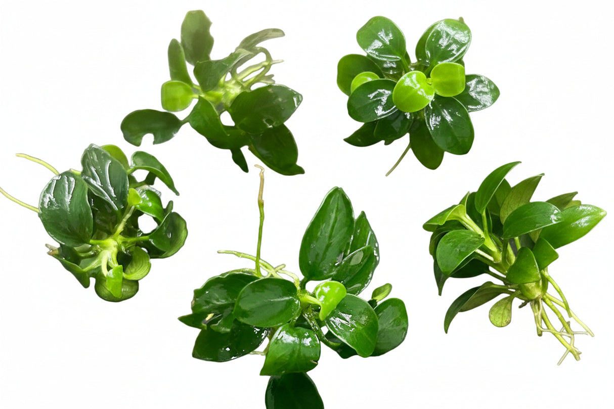 W.Y.S.I.W.Y.G. 4000 - Anubias barteri var. nana ‘Petite’ (5 pieces) | Potted Plants | Largest Tropical Fish Selection at Your Local Fish Store