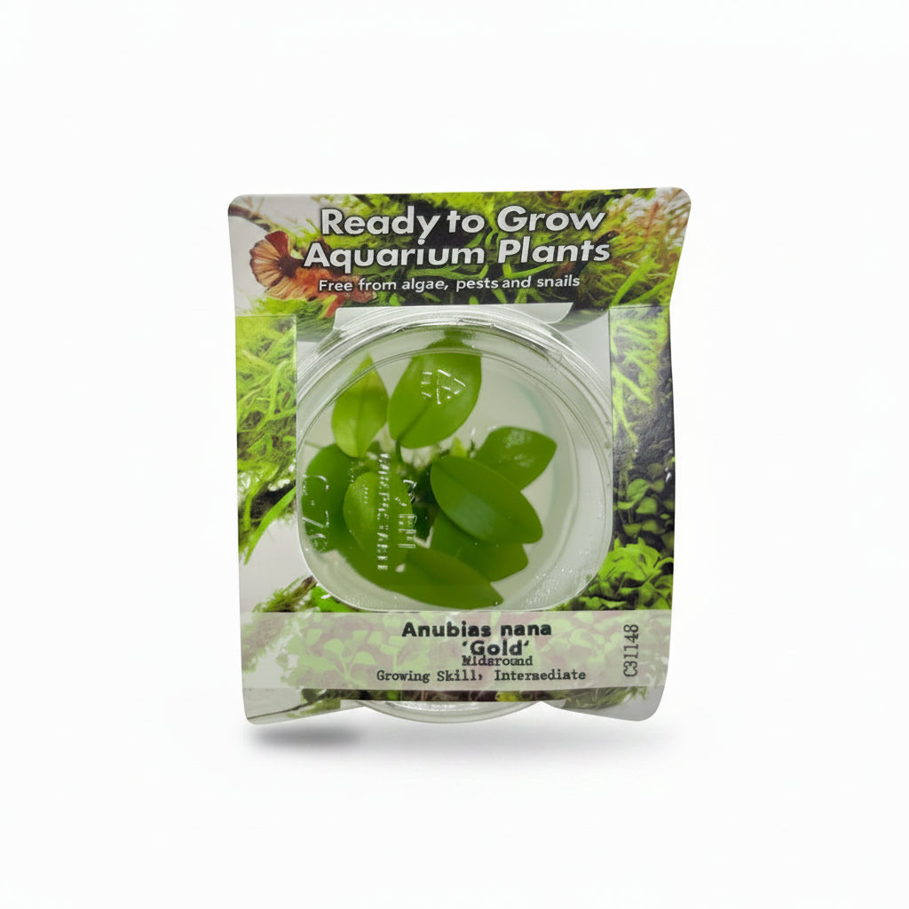 Anubias nana 'Gold' Tissue Culture