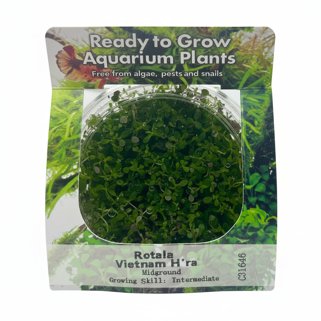Rotala Vietnam H'ra Tissue Culture - C31646 | Tissue Cultures | Largest Tropical Fish Selection at Your Local Fish Store