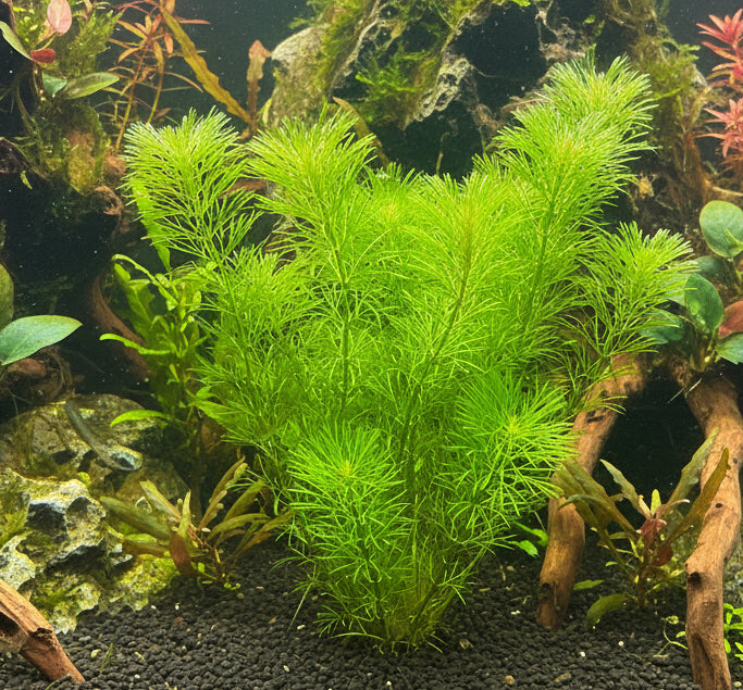 Cabomba palaeformis - Bare Root - WL1046 | Potted Plants | Largest Tropical Fish Selection at Your Local Fish Store
