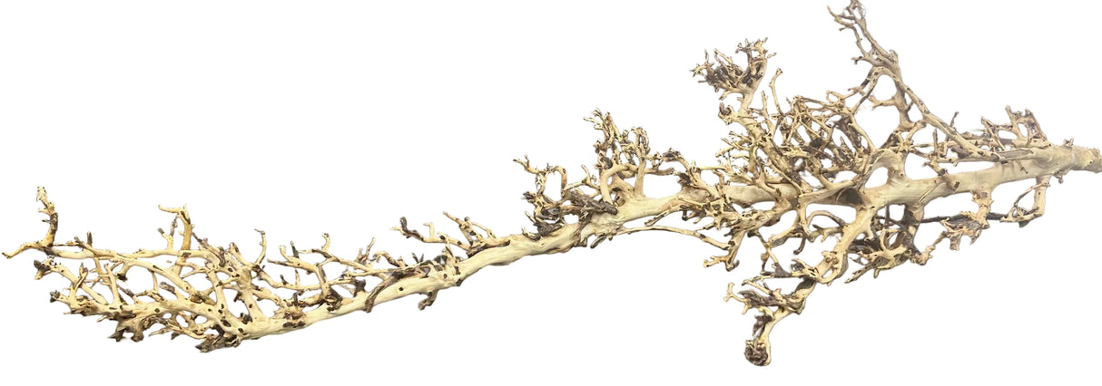 Thailand Branch Wood