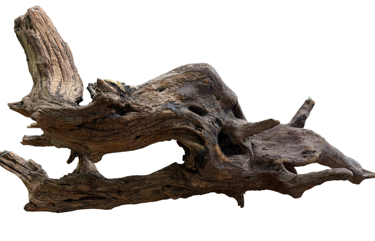 Malaysian Mangrove Sinking Driftwood