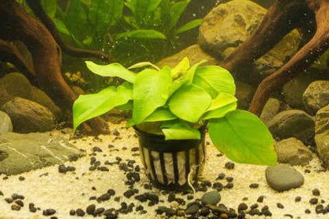 Anubias barteri var. nana 'Golden'