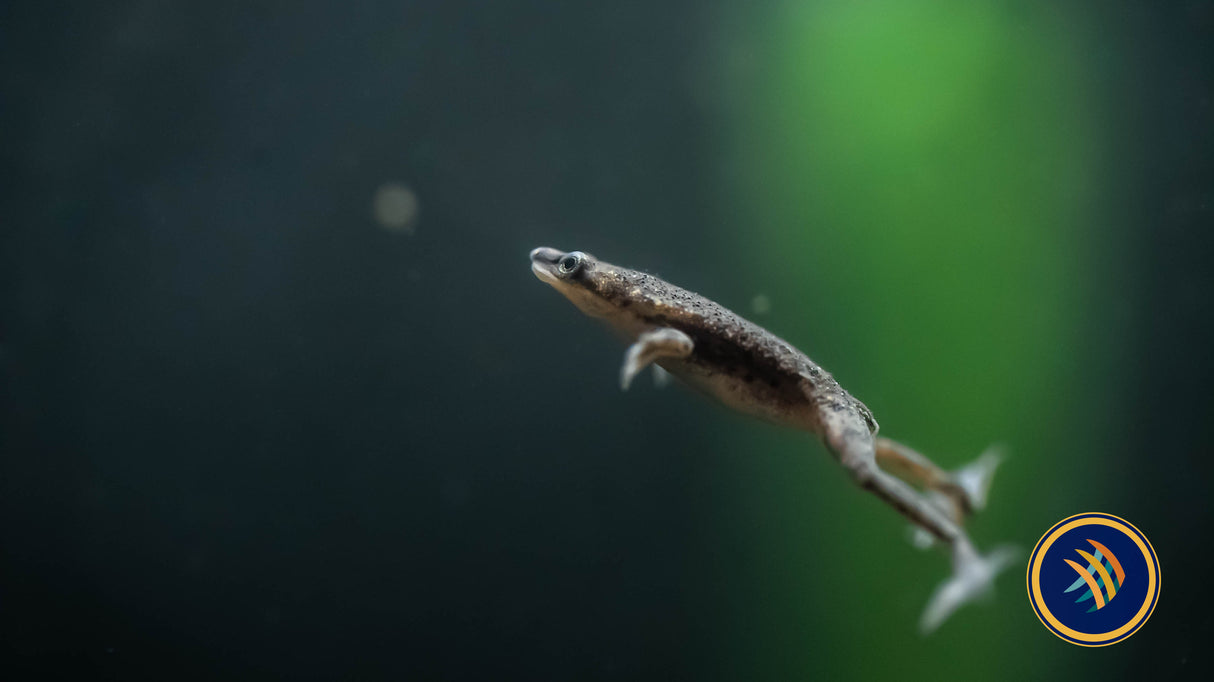 African Dwarf Frog (Hymenochirus boettgeri) | Other Livestock | Largest Tropical Fish Selection at Your Local Fish Store
