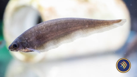 African Knifefish (Xenomystus nigri)