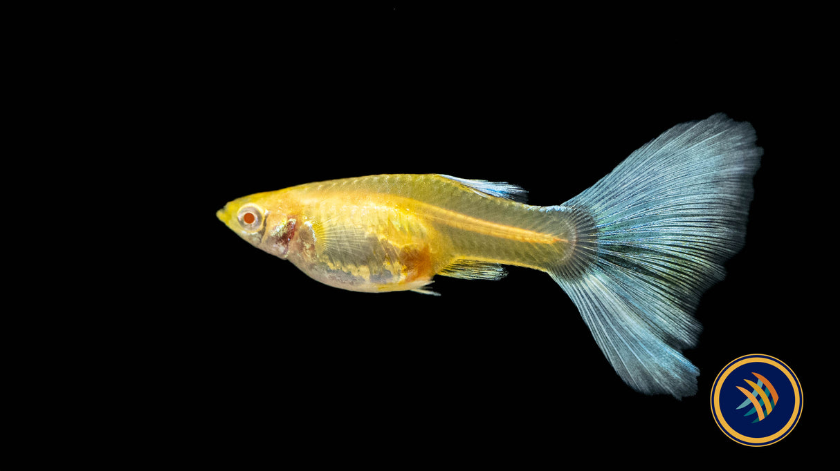 Fancy Guppy Pair Albino Red Tail | Livebearers | Largest Tropical Fish Selection at Your Local Fish Store