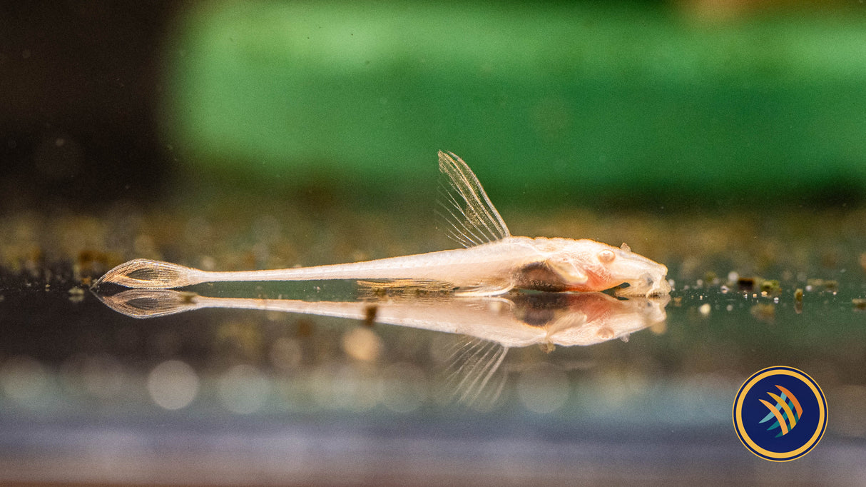 Albino Whiptail Catfish (Rineloricaria lancelata)