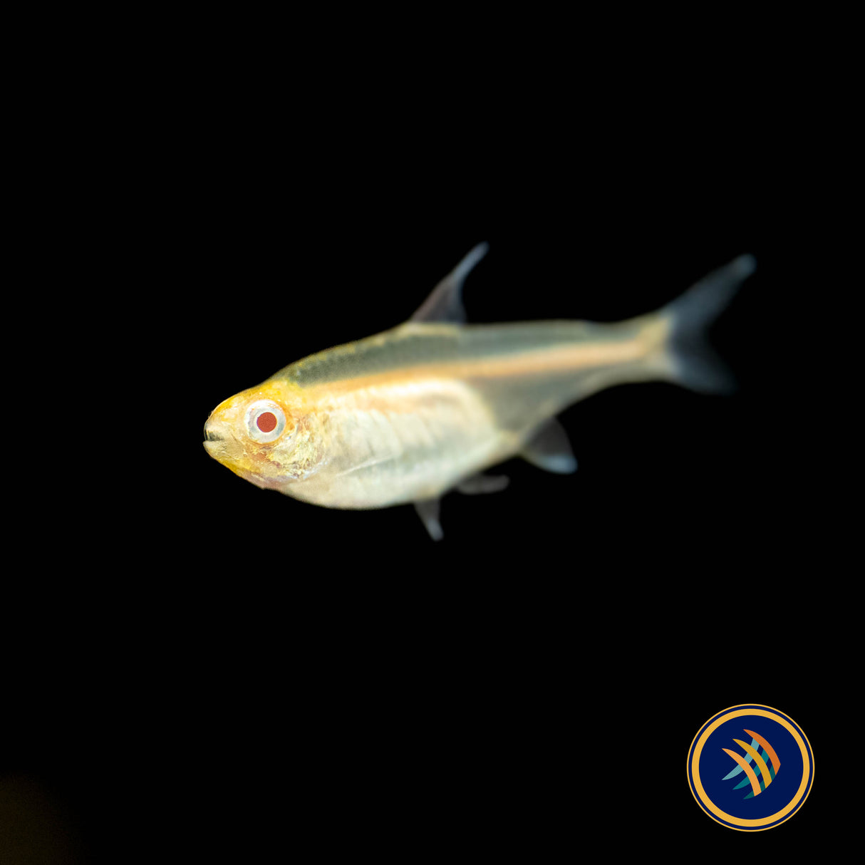 Albino Glowlight Tetra (Hemigrammus erythrozonus) | Tetras Rasboras & Pencilfish | Largest Tropical Fish Selection at Your Local Fish Store