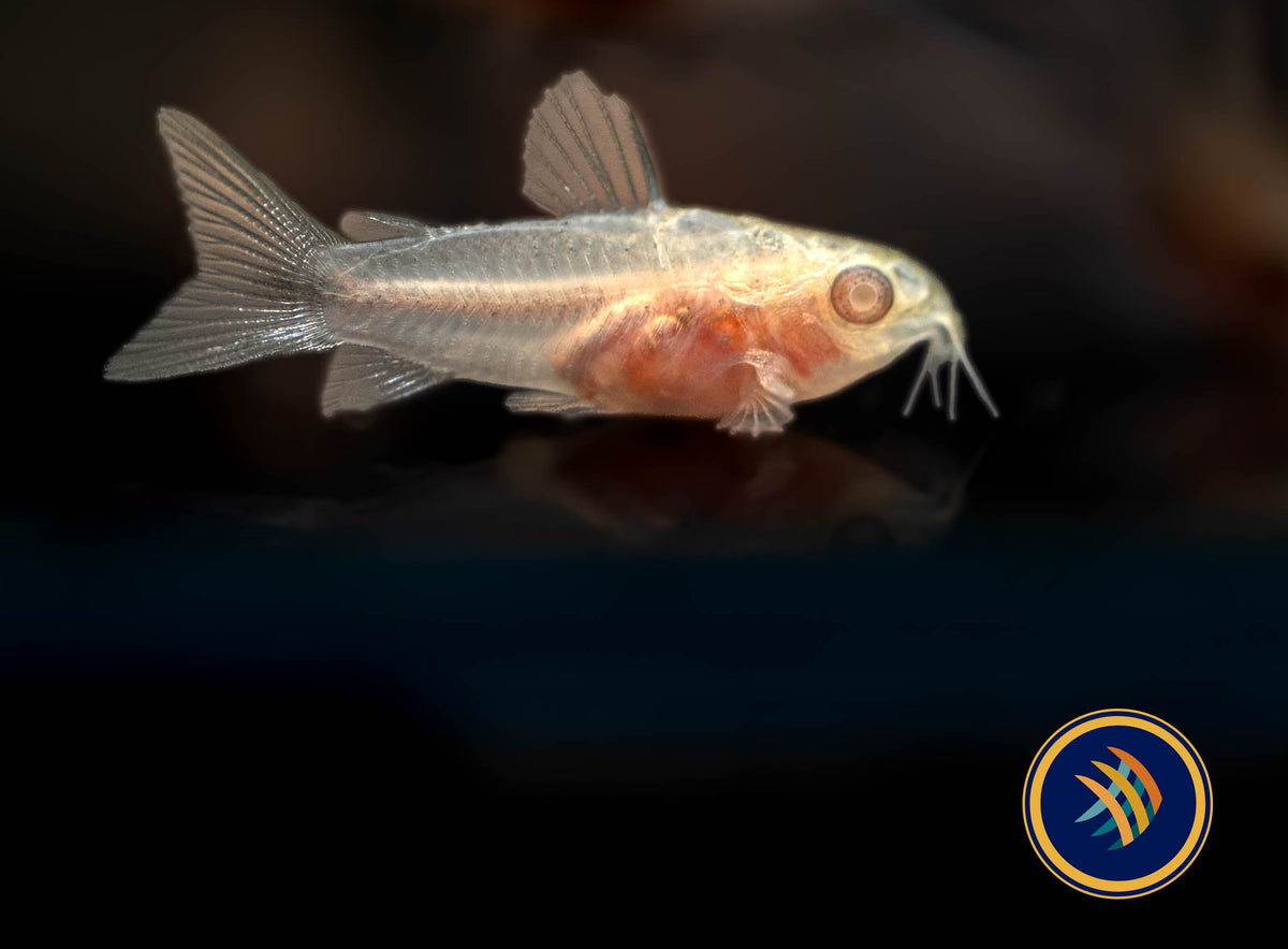 Albino Pygmy Corydoras (Corydoras pygmaeus 'Albino') Small | Catfish Loaches & Plecos | Largest Tropical Fish Selection at Your Local Fish Store