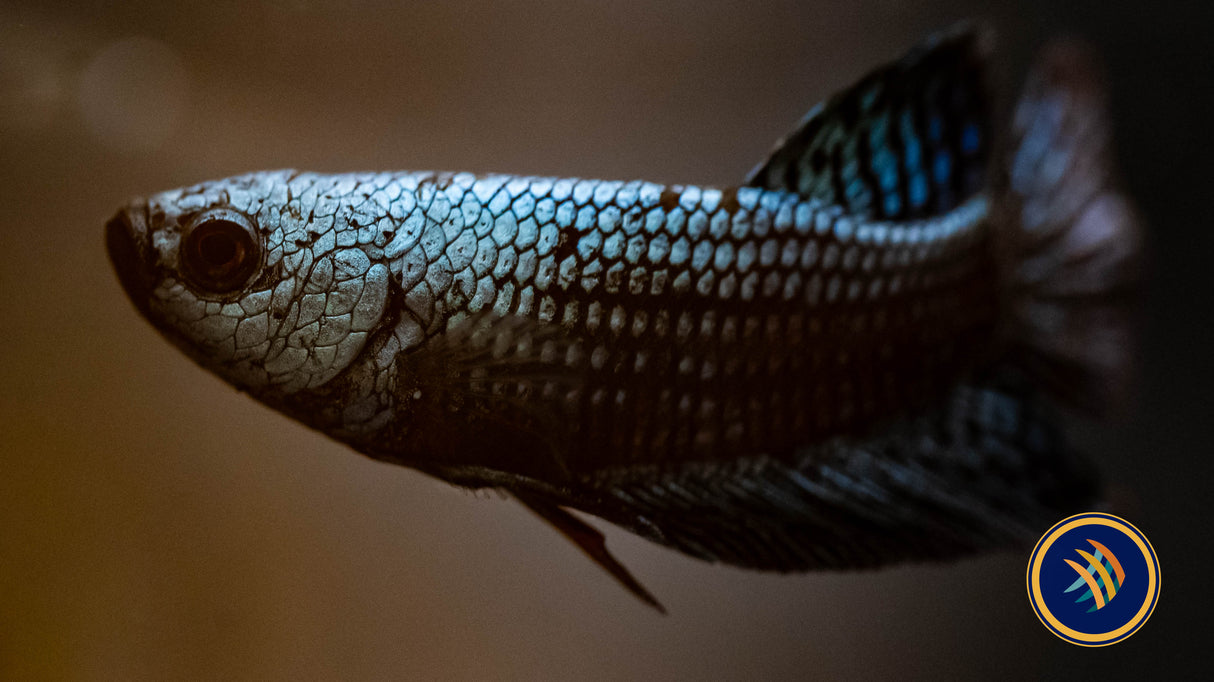 Alien Betta Male | Bettas | Largest Tropical Fish Selection at Your Local Fish Store