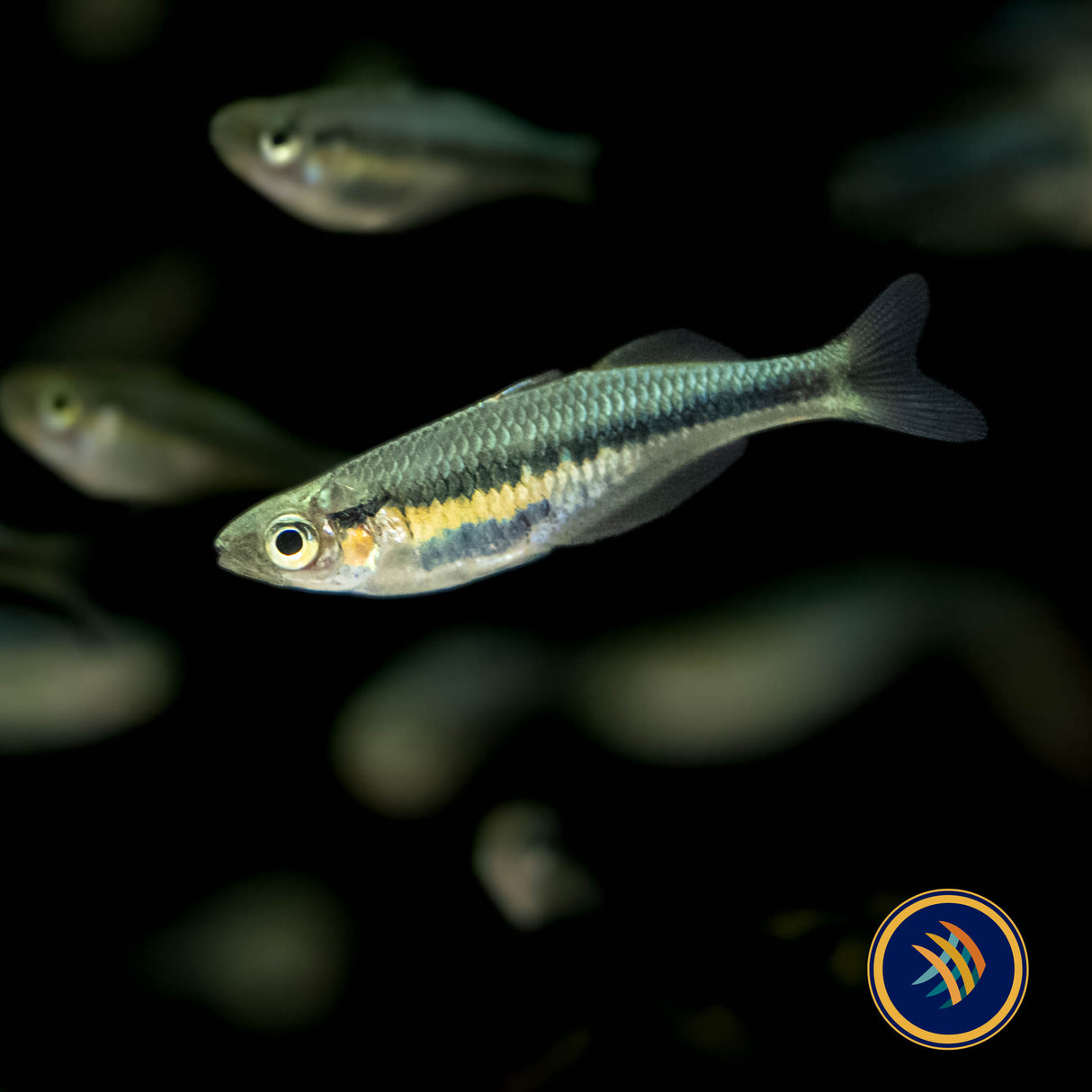 Alleni Rainbowfish (Chilatherina alleni) 3-4cm | Rainbowfish Killifish & Danios | Largest Tropical Fish Selection at Your Local Fish Store