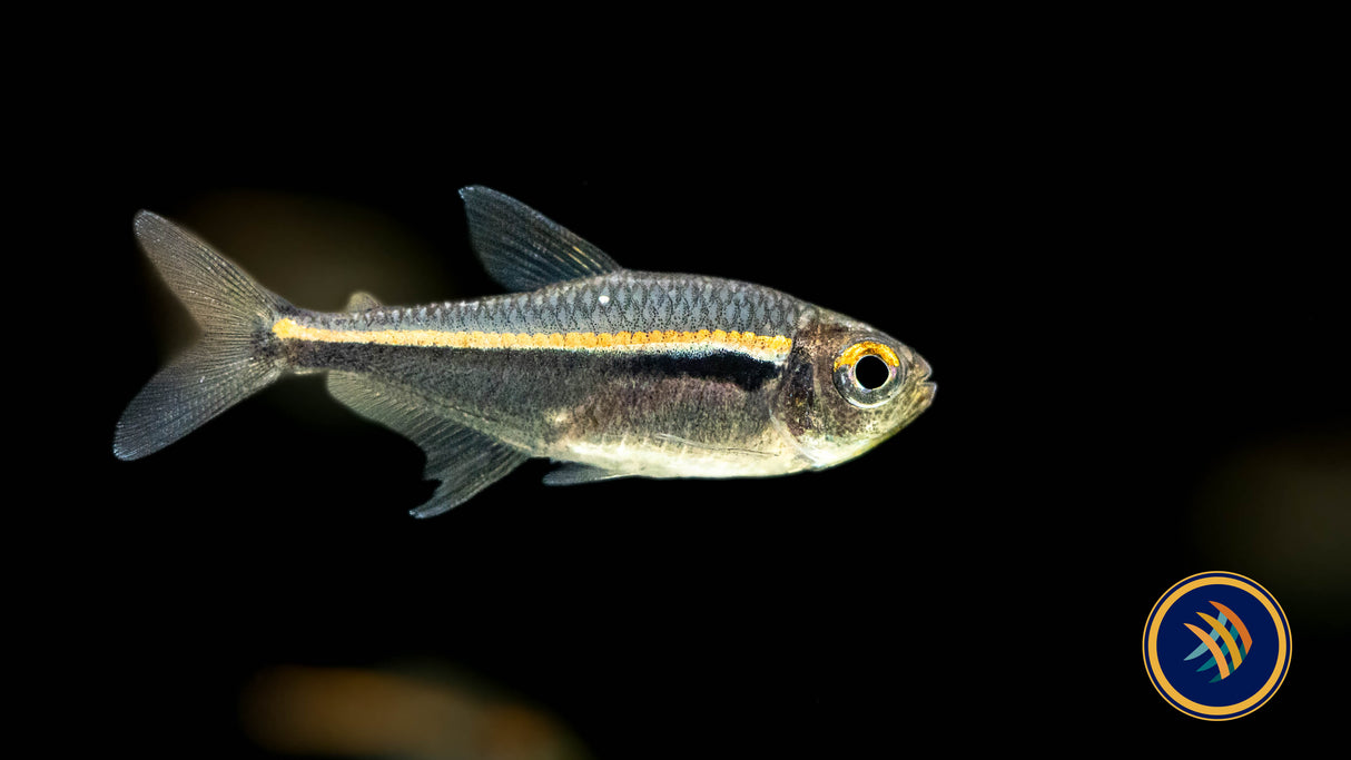 Amapá Tetra (Hyphessobrycon amapaensis) Med-Large | Tetras Rasboras & Pencilfish | Largest Tropical Fish Selection at Your Local Fish Store
