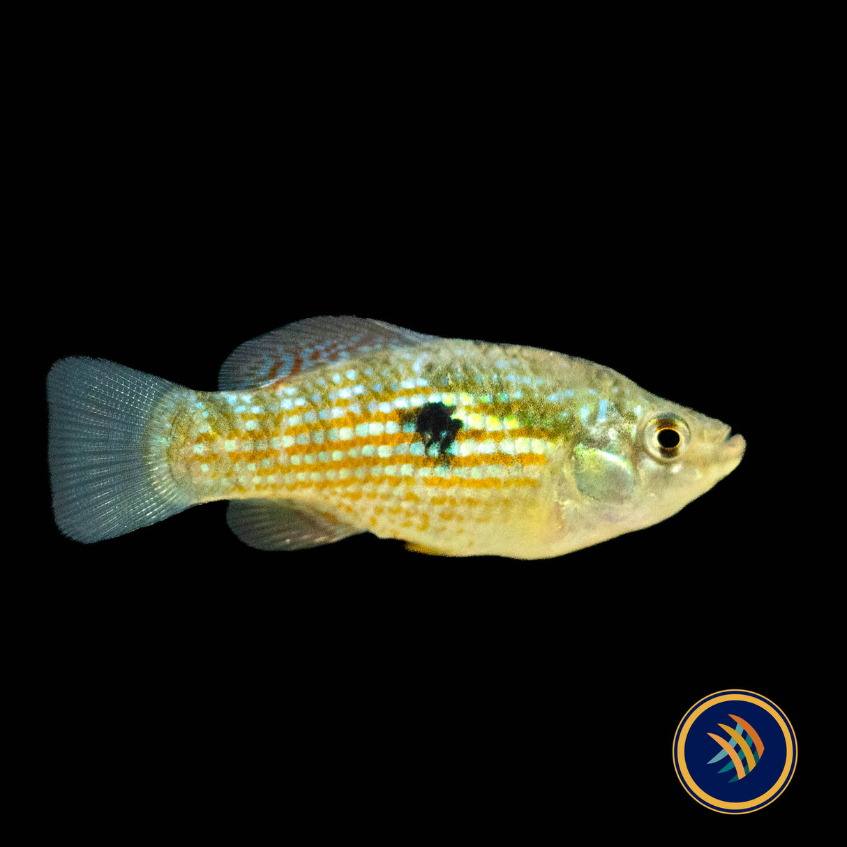 American Flagfish (Jordanella floridae) 4.5cm | Rainbowfish Killifish & Danios | Largest Tropical Fish Selection at Your Local Fish Store