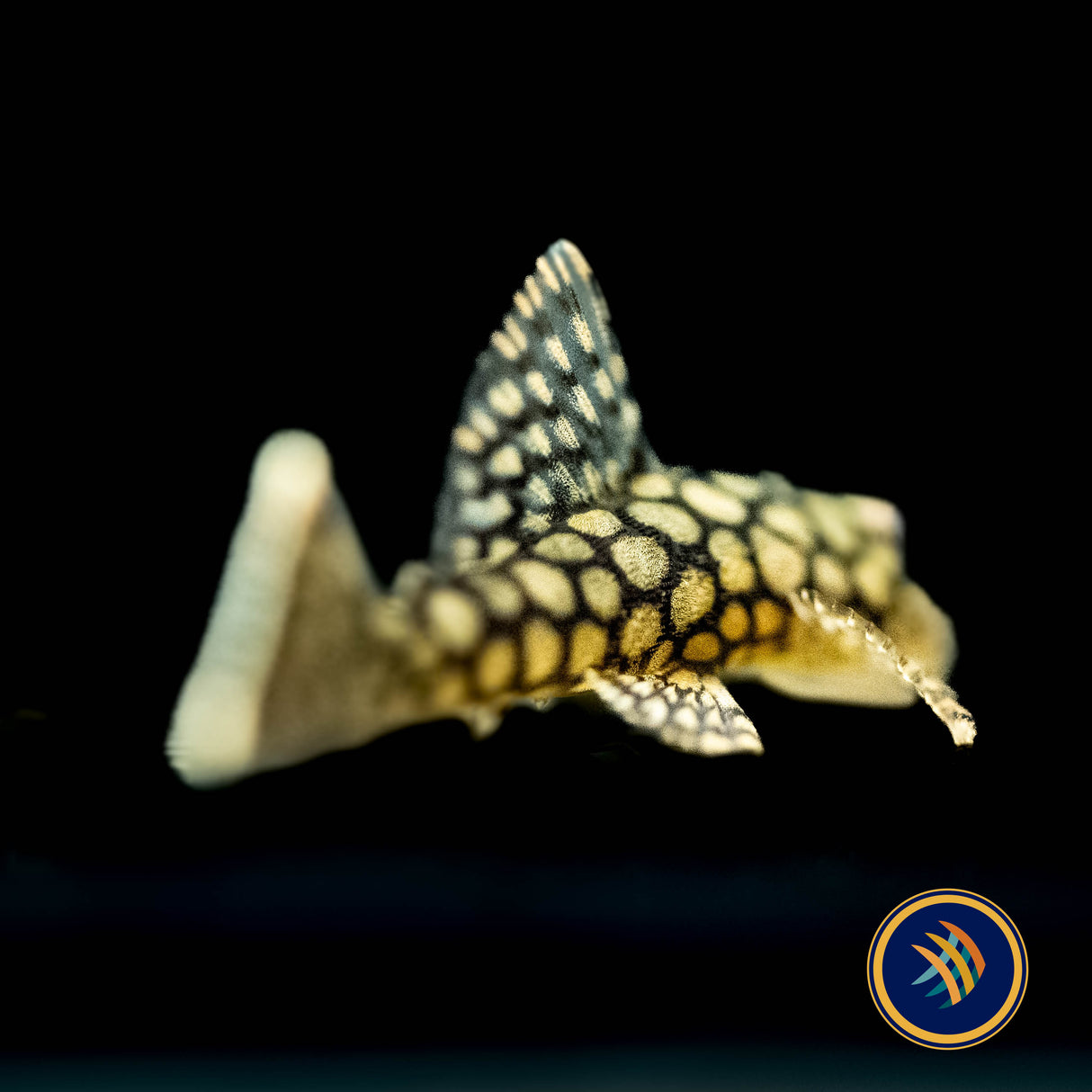 Ancistrus Wabenmuster Pleco (PlecoCeramics) | Catfish Loaches & Plecos | Largest Tropical Fish Selection at Your Local Fish Store