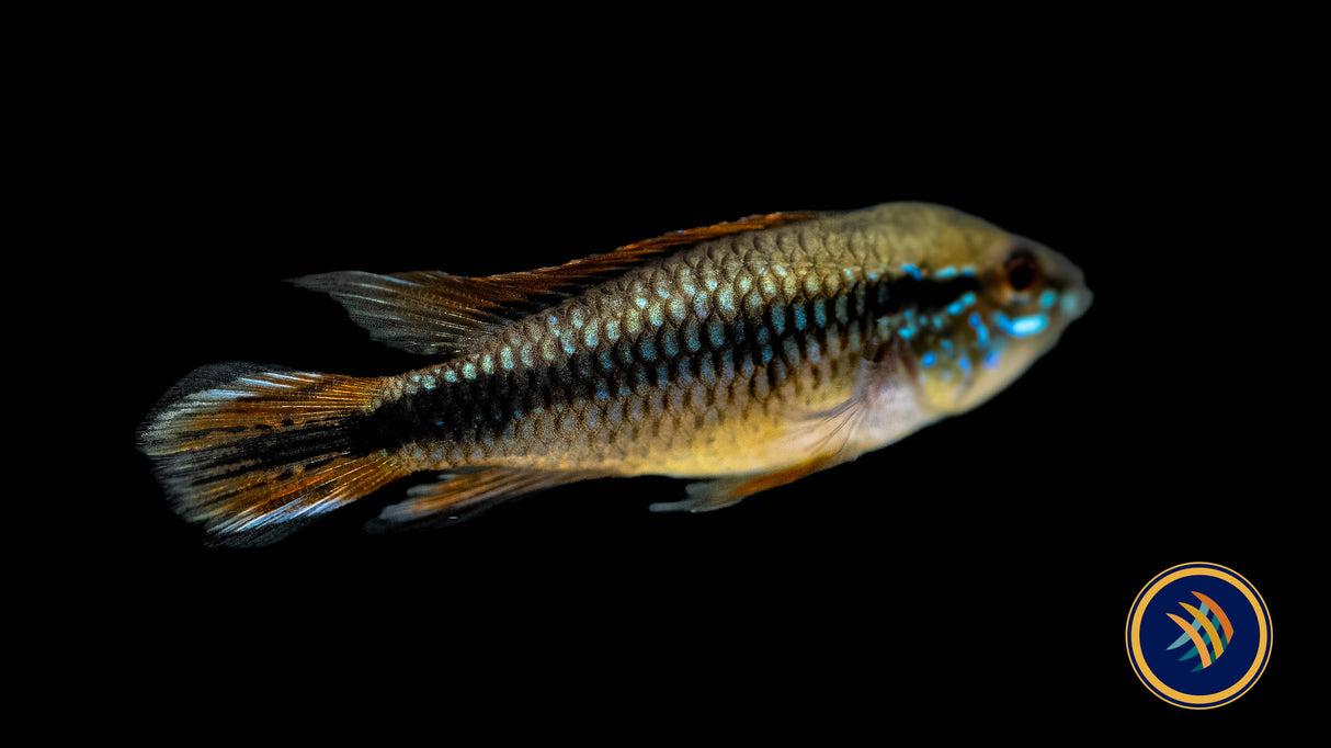 Apistogramma Agassizii "Double Red" 5cm | Cichlids Badis & Gouramis | Largest Tropical Fish Selection at Your Local Fish Store