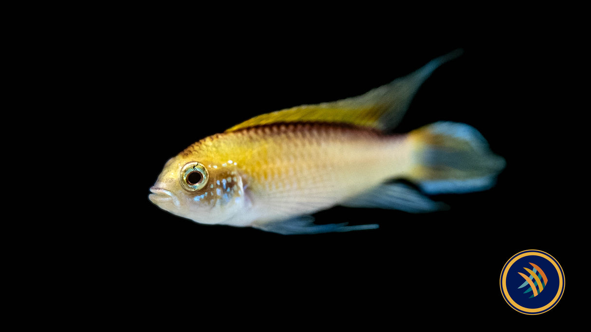 Apistogramma Agassizi "Fire Red" | Cichlids Badis & Gouramis | Largest Tropical Fish Selection at Your Local Fish Store