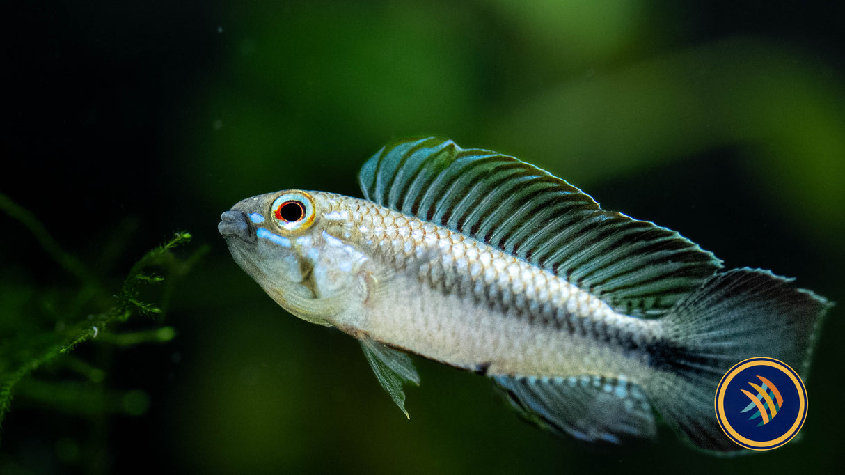 Apistogramma Iniridae (Aquarium Glaser) | Cichlids Badis & Gouramis | Largest Tropical Fish Selection at Your Local Fish Store