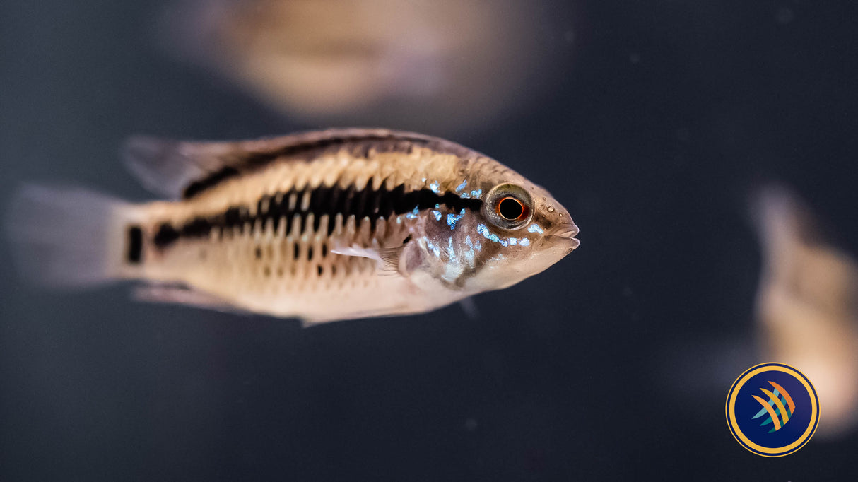 Apistogramma Macmasteri Pairs | Cichlids Badis & Gouramis | Largest Tropical Fish Selection at Your Local Fish Store
