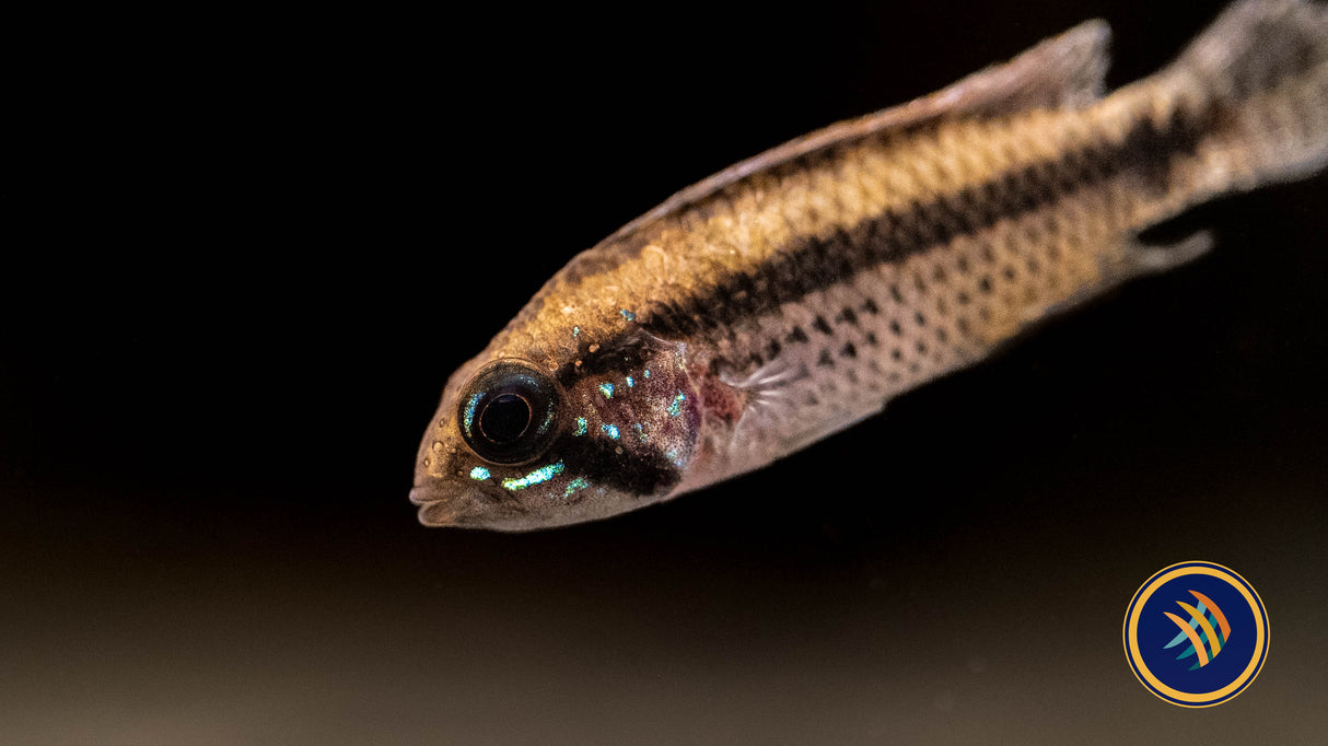 Apistogramma Psammophila | Cichlids Badis & Gouramis | Largest Tropical Fish Selection at Your Local Fish Store