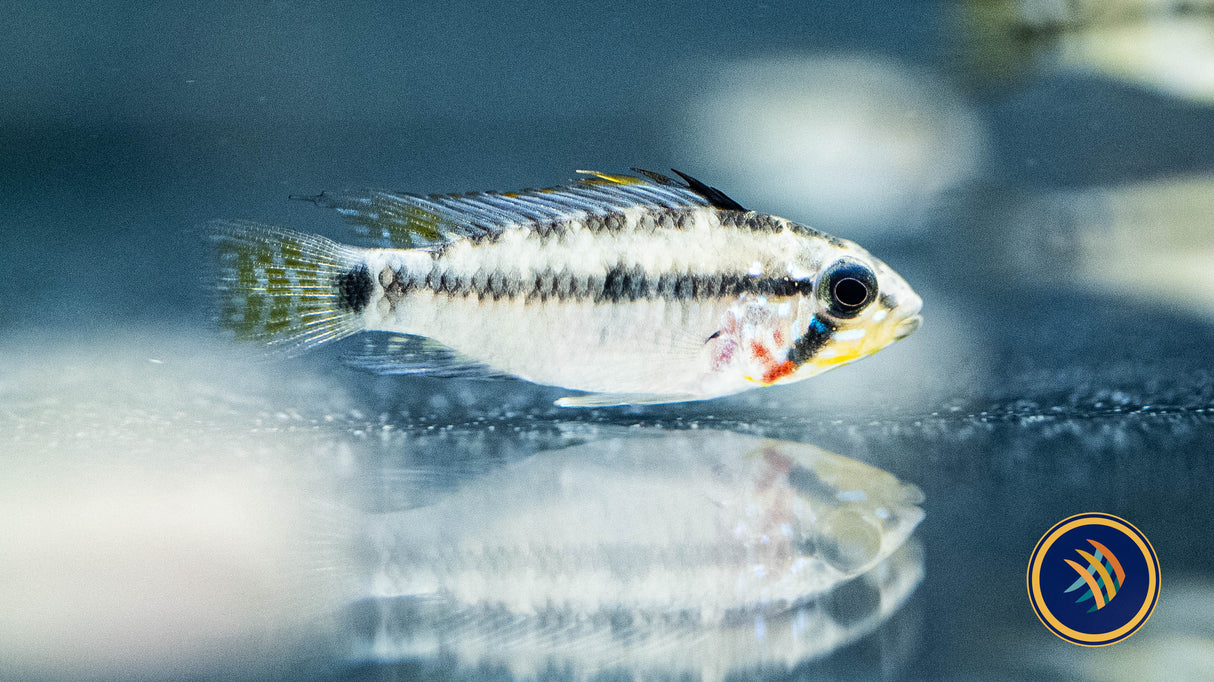Apistogramma Viejita III 2cm-4cm | Cichlids Badis & Gouramis | Largest Tropical Fish Selection at Your Local Fish Store