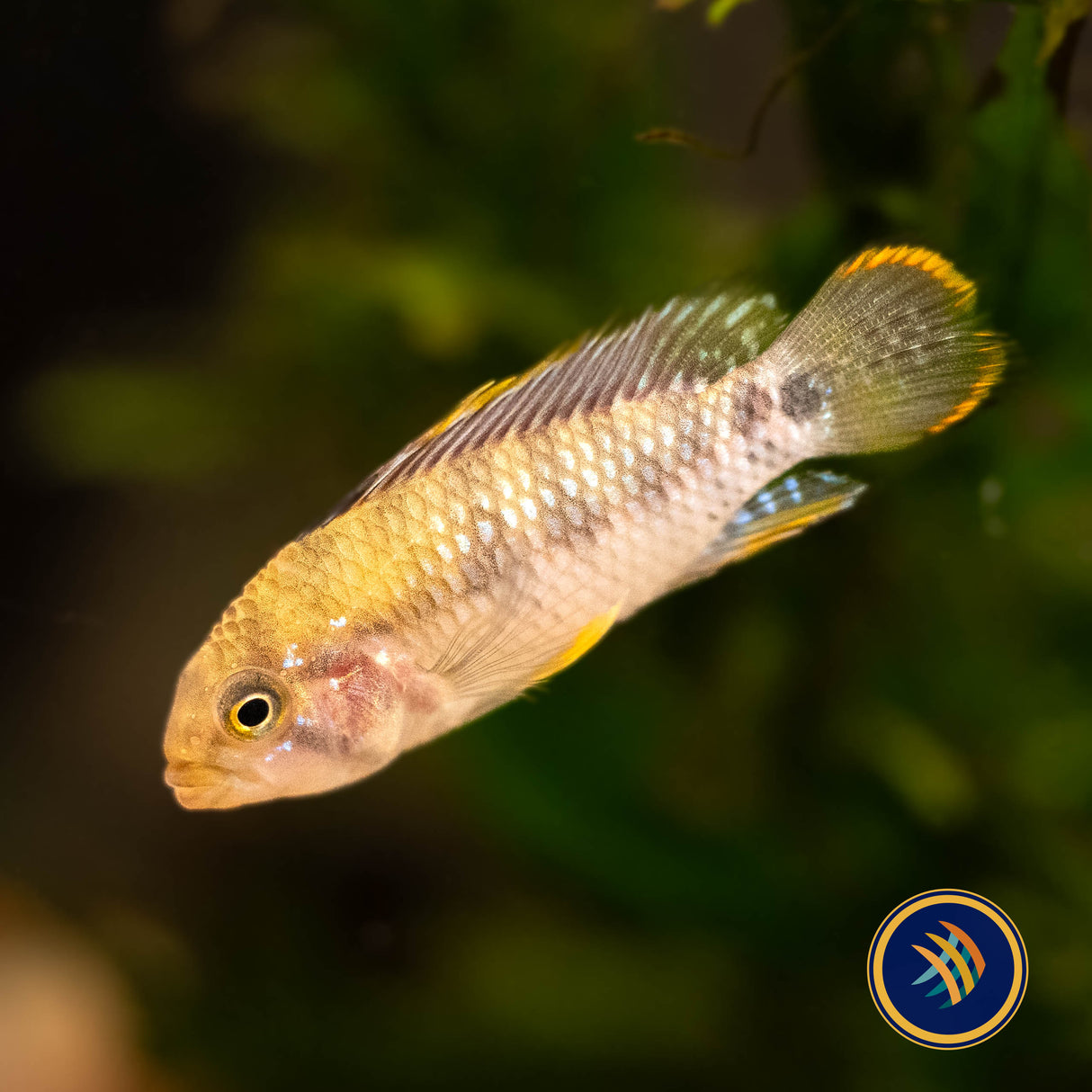 Apistogramma Baenschi 'Inka I' Pairs Med-Large Aquarium Glaser | Cichlids Badis & Gouramis | Largest Tropical Fish Selection at Your Local Fish Store