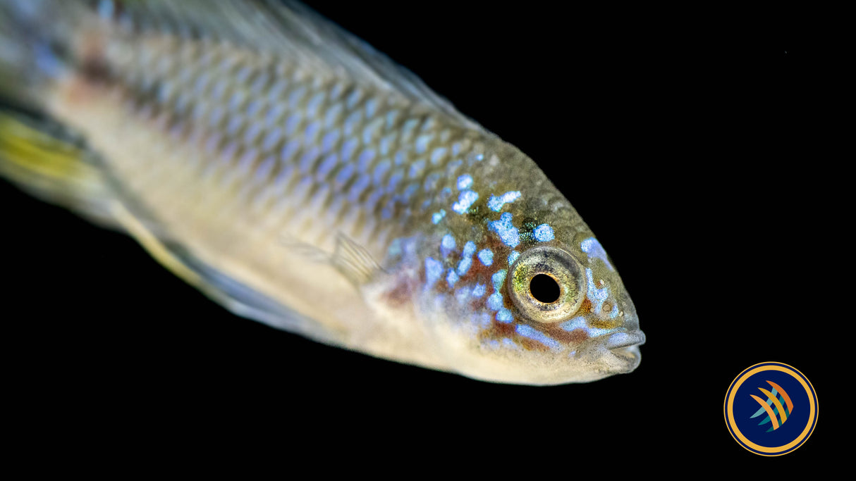 Apistogramma Borelli Opal Pairs 2.5-4cm | Cichlids Badis & Gouramis | Largest Tropical Fish Selection at Your Local Fish Store