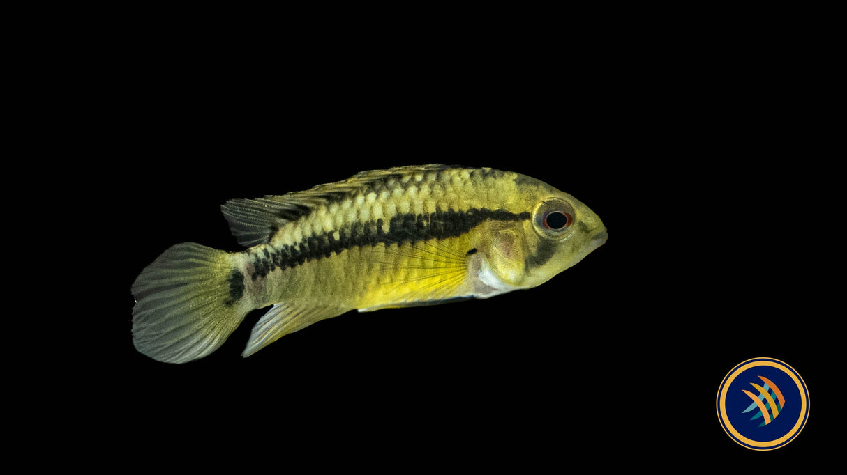 Apistogramma Hongsloi | Cichlids Badis & Gouramis | Largest Tropical Fish Selection at Your Local Fish Store