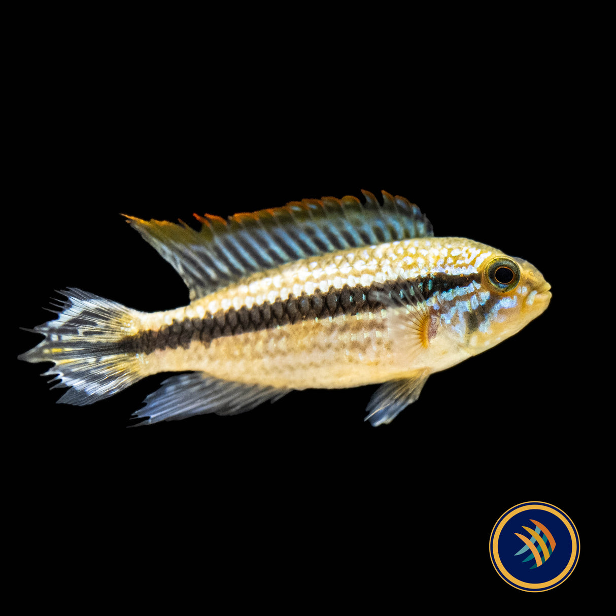 Apistogramma Agassizii "Tefe" Red Back Pairs 2-3cm | Cichlids Badis & Gouramis | Largest Tropical Fish Selection at Your Local Fish Store